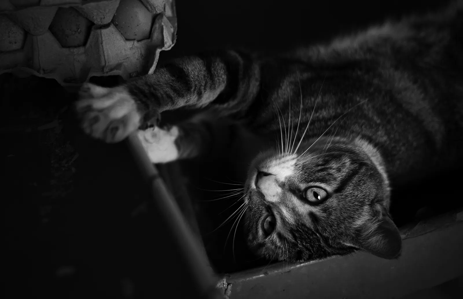 Fotografía en blanco y negro de la serie Mamá Gallina