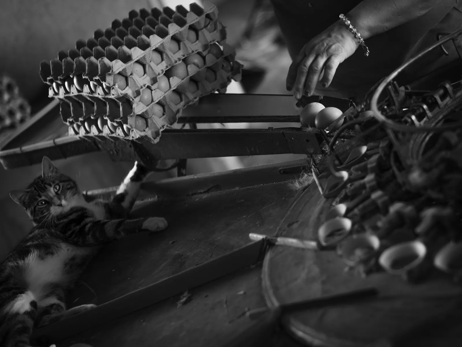 Fotografía en blanco y negro de la serie Mamá Gallina