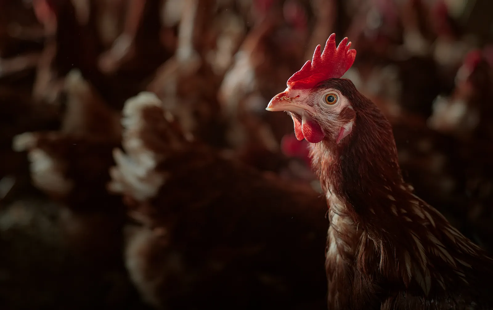 Fotografía a color de la serie Mamá Gallina