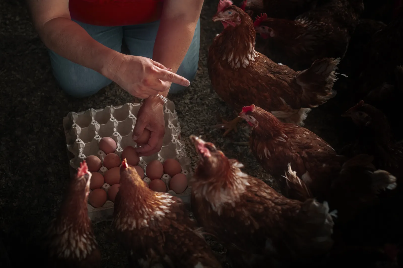 Fotografía a color de la serie Mamá Gallina