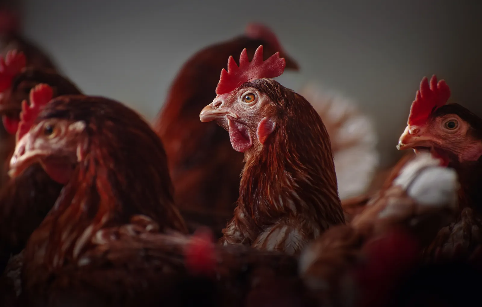 Fotografía a color de la serie Mamá Gallina