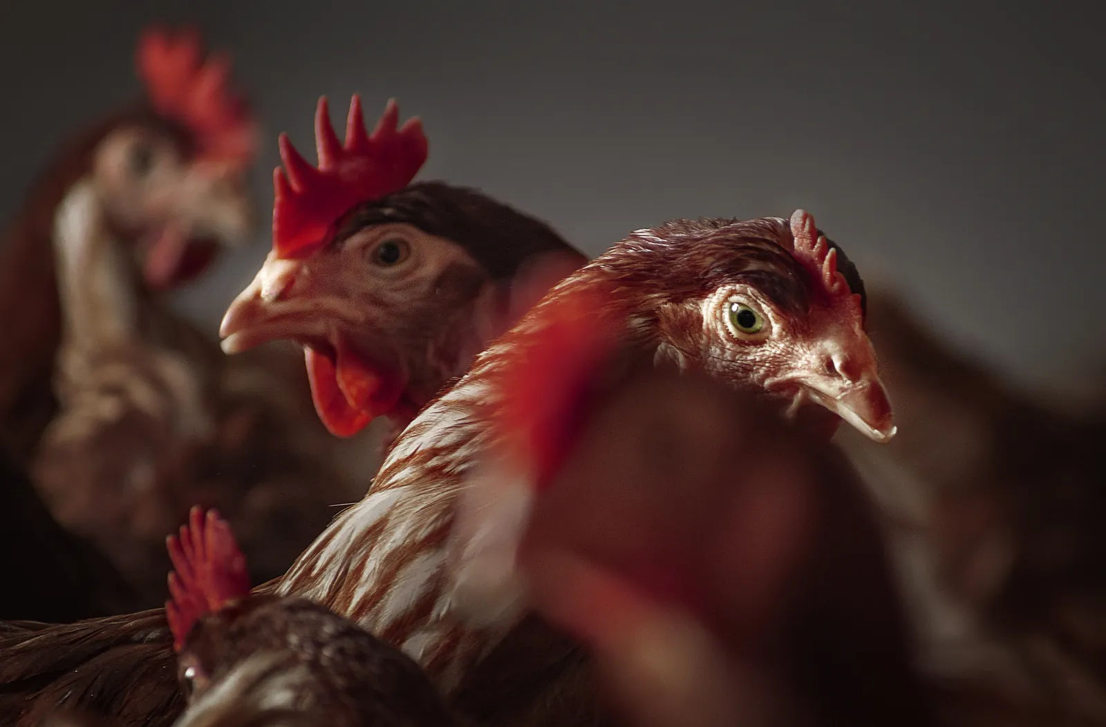 Fotografía a color de la serie Mamá Gallina